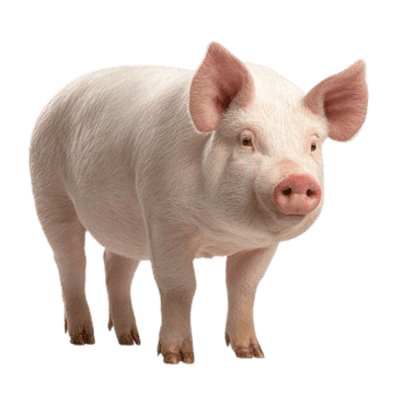 Porc — mascul